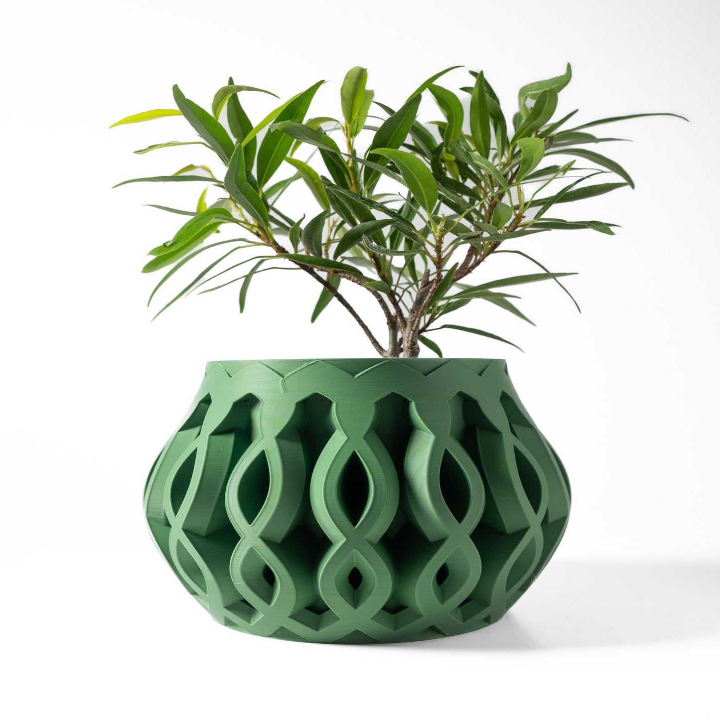 The Cylas Planter