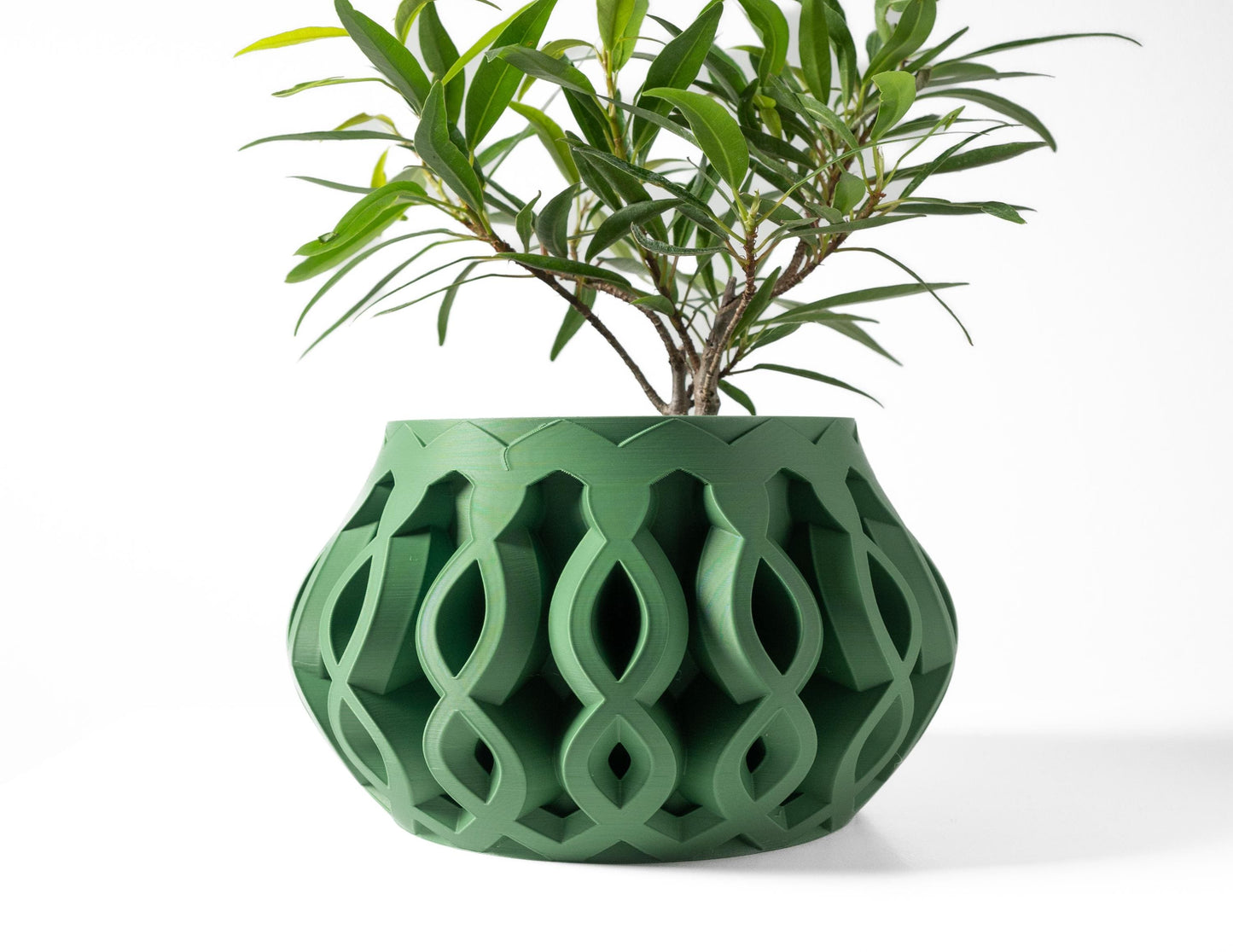 The Cylas Planter