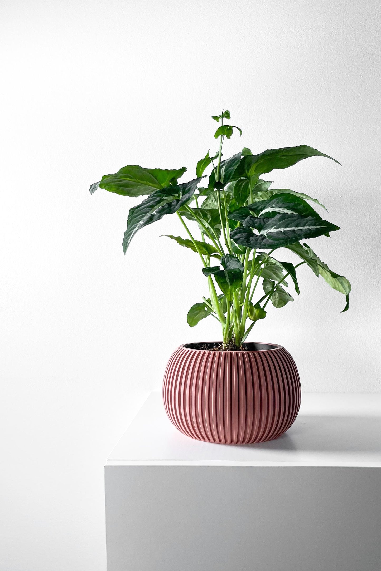 The Surno Planter